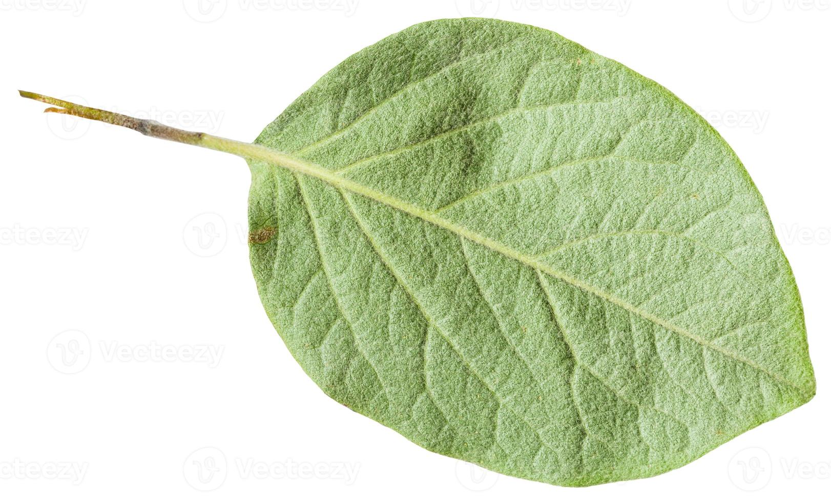 indietro lato di verde foglia Mela cotogna albero isolato foto