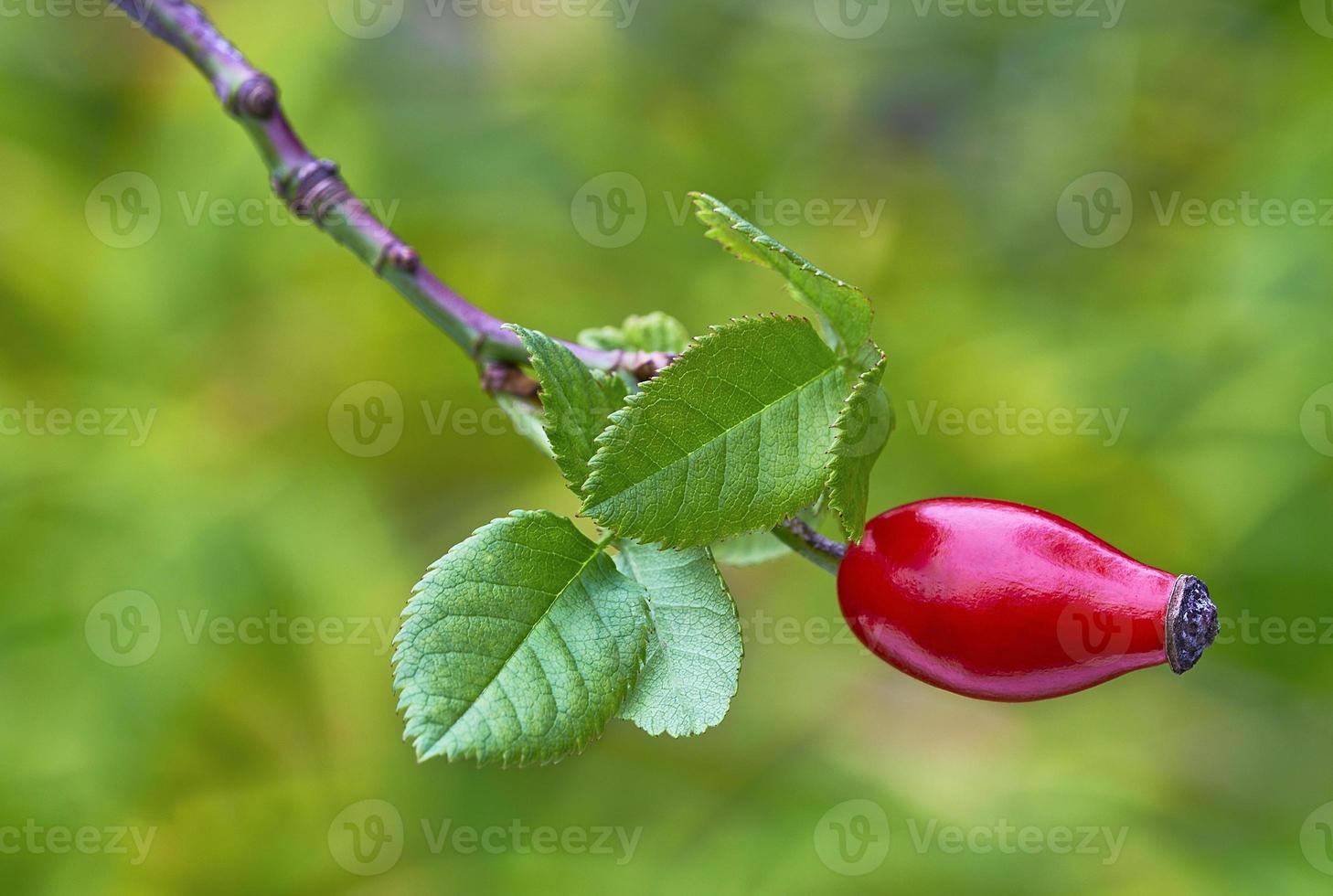 frutto di rosa canina foto