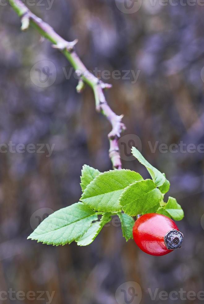 rosa canina rossa foto