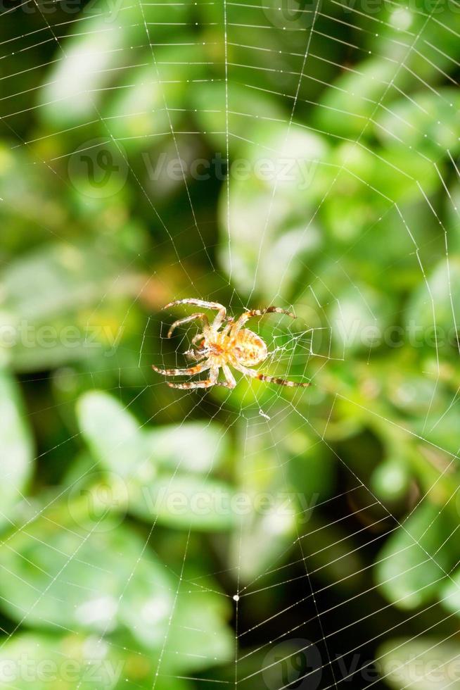 ragno su ragnatela al di sopra di buxus le foglie foto