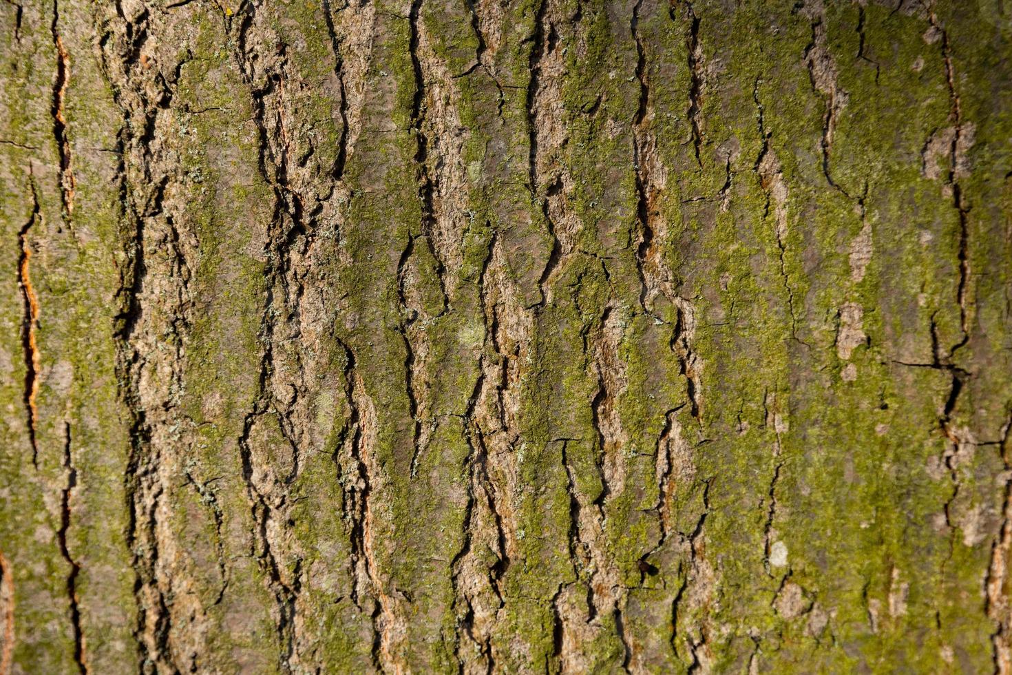 naturale, struttura di rosso quercia albero abbaio. foto