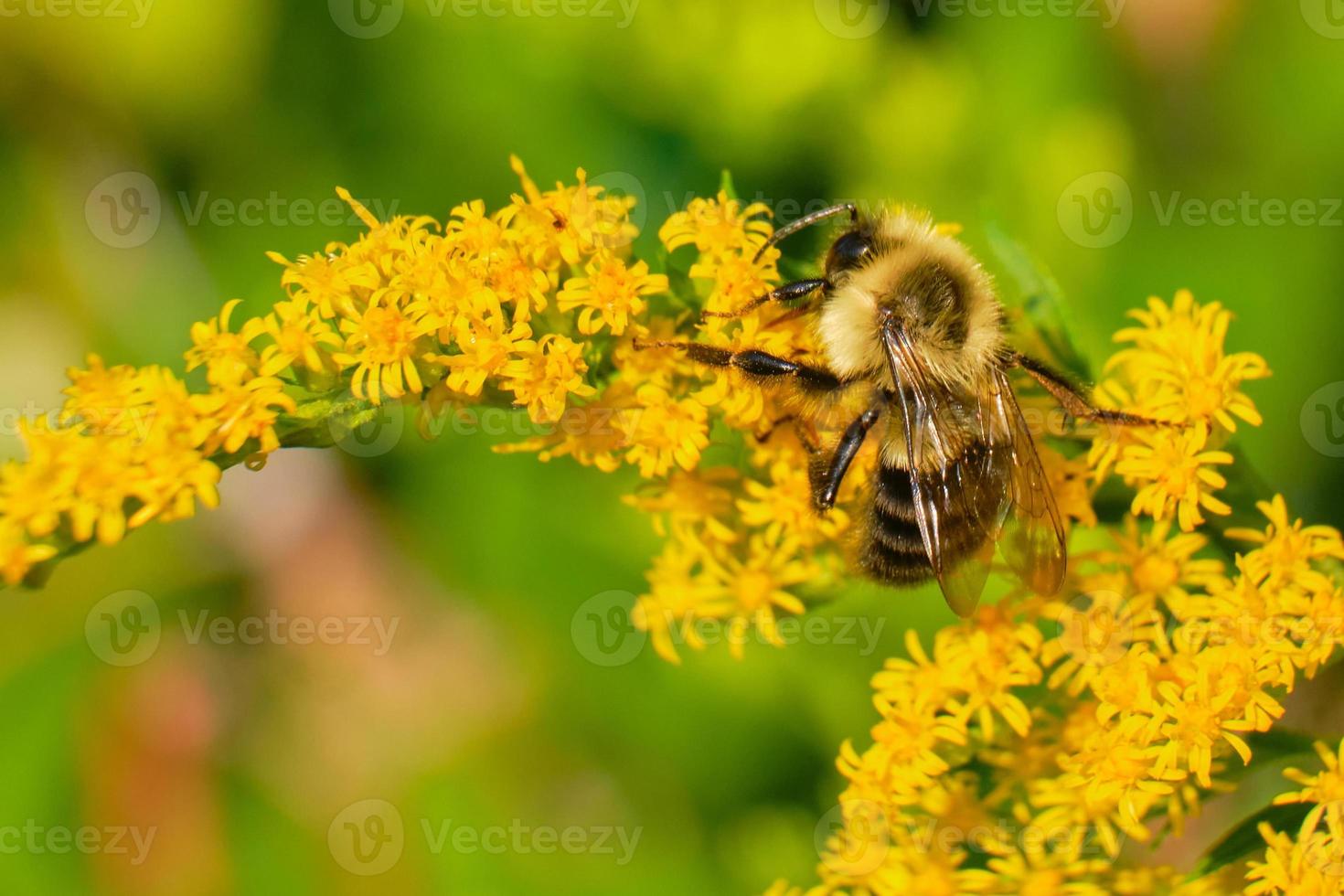 Comune orientale Bumble ape impollina un' verga d'oro foto