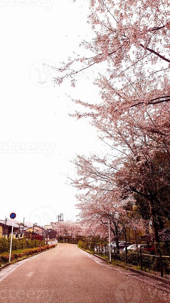 ciliegia fiori siamo fioritura nel un' villaggio nel kyoto. foto