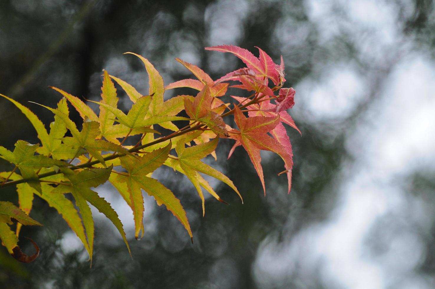 rosso e verde acero le foglie nel autunno foto