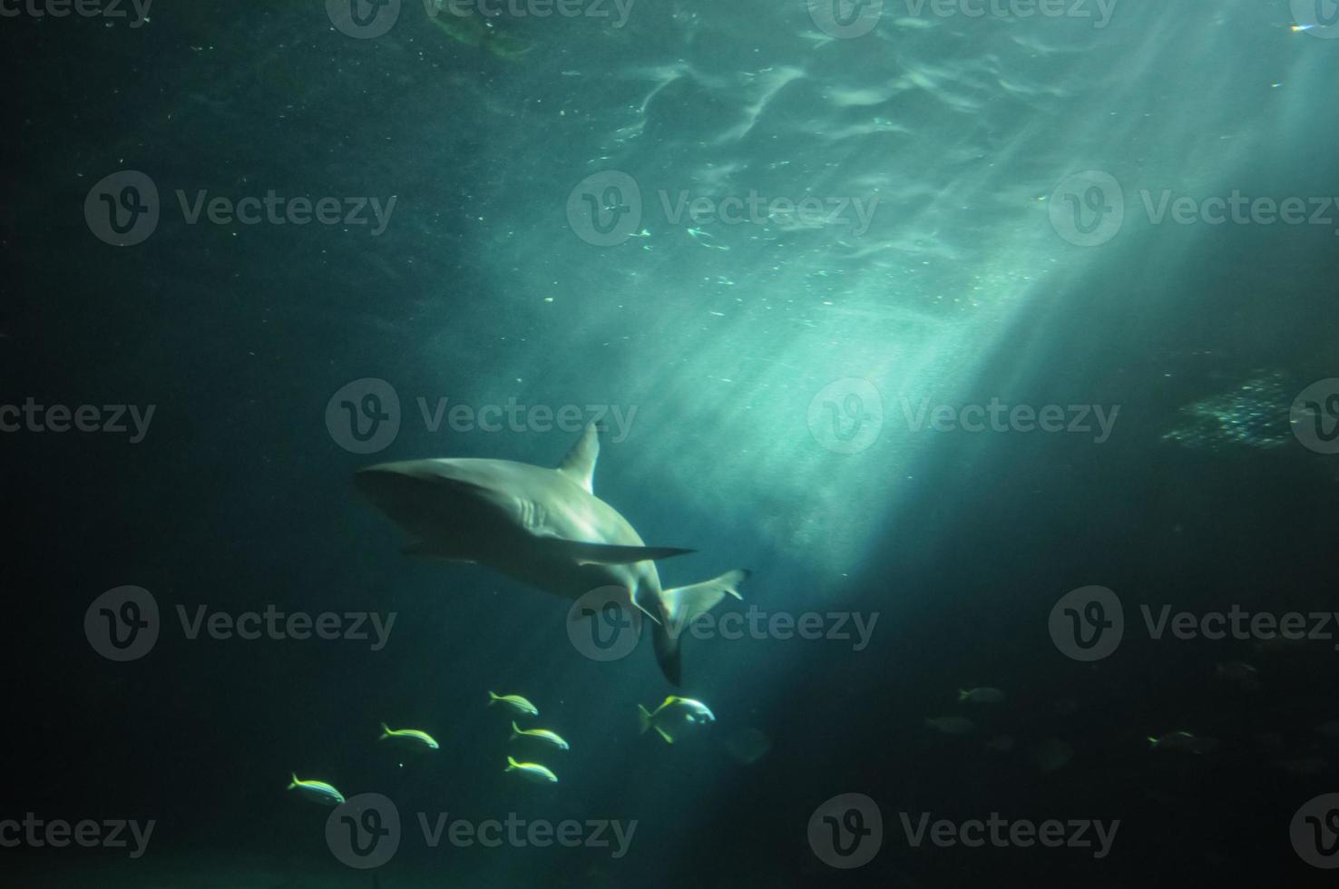 bianca squalo fluttuante nel il in profondità oceano foto
