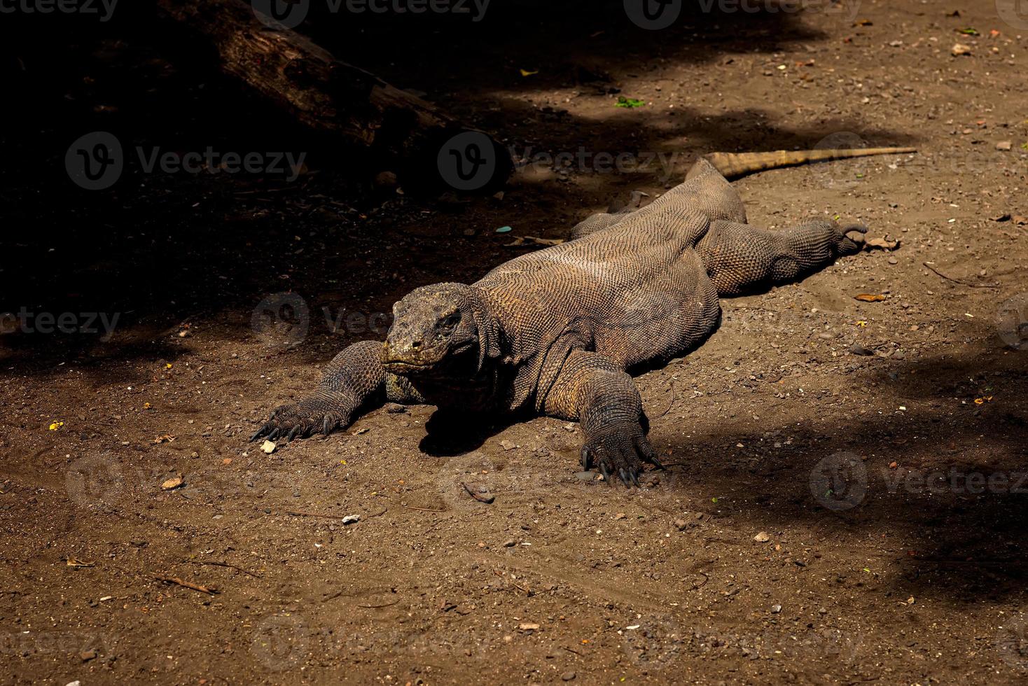 komodo Drago. il maggiore lucertola nel il mondo. il komodo Drago è un animale protetta di il indonesiano governo. foto