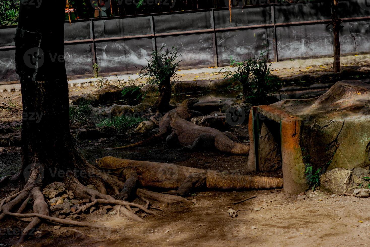 komodo Drago. il maggiore lucertola nel il mondo. il komodo Drago è un animale protetta di il indonesiano governo. foto