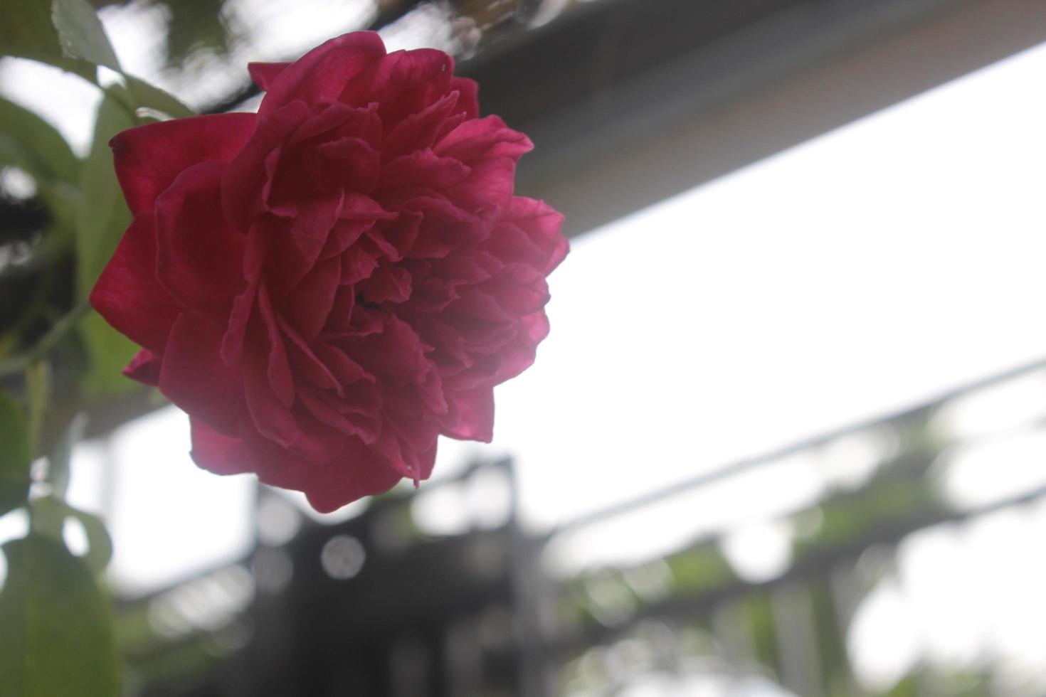 avvicinamento di bellissimo rosa Rose nel giardino su sfocato sfondo. latino nome è rosa chinensis. foto