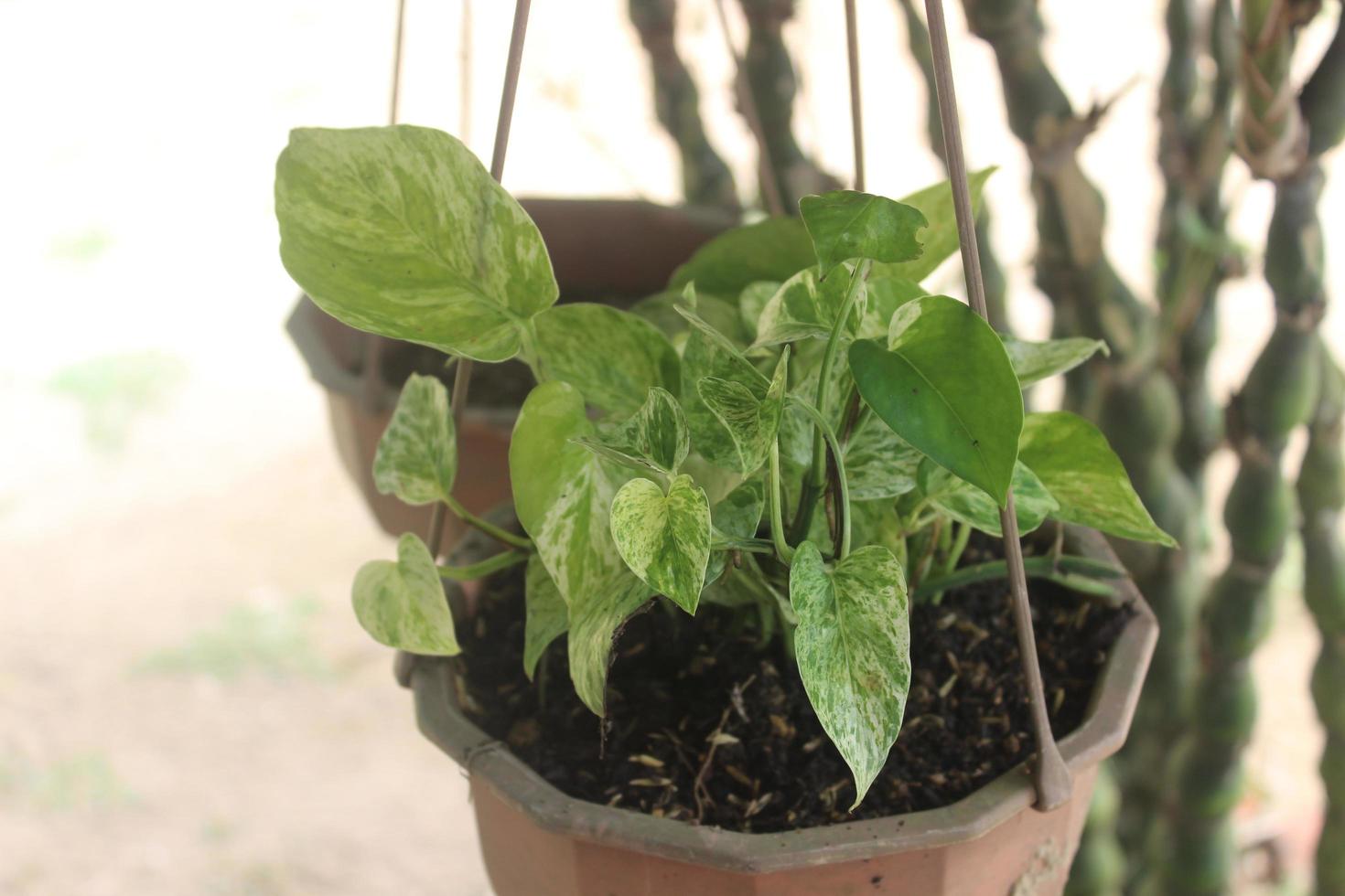 avvicinamento di un' bellissimo avorio betel pianta nel un' pentola e sospeso nel il giardino. il scientifico nome è epipremnum aureo. Usato per interno e all'aperto ornamentale impianti. foto