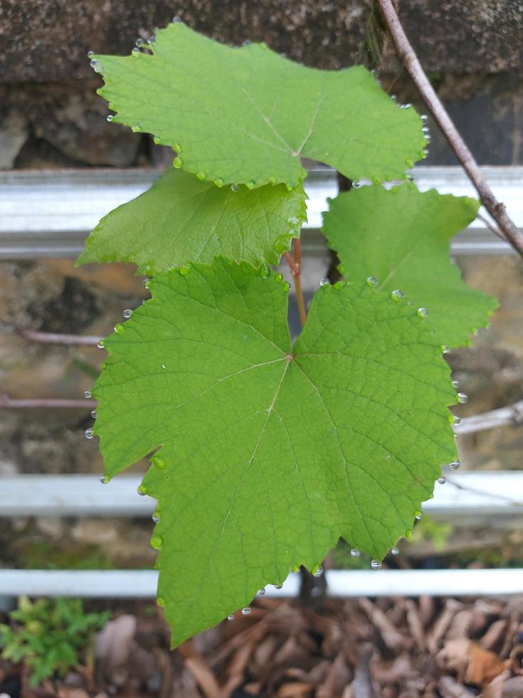 il bellezza di uva le foglie con acqua goccioline su il bordi. sfocato sfondo. foto