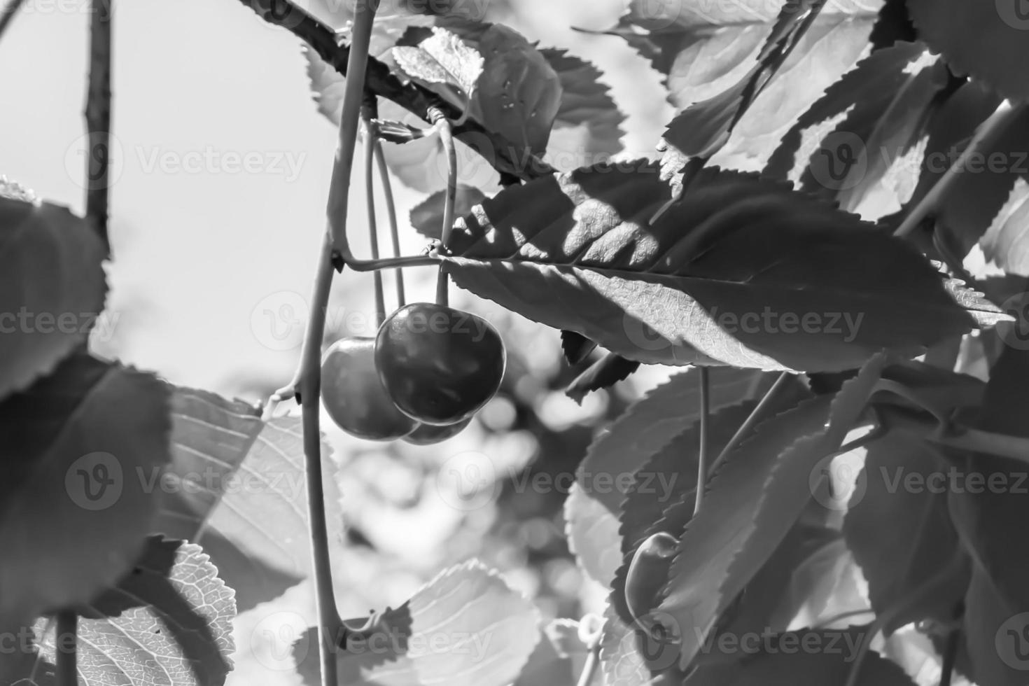 fotografia su tema bellissimo frutta ramo ciliegia albero foto