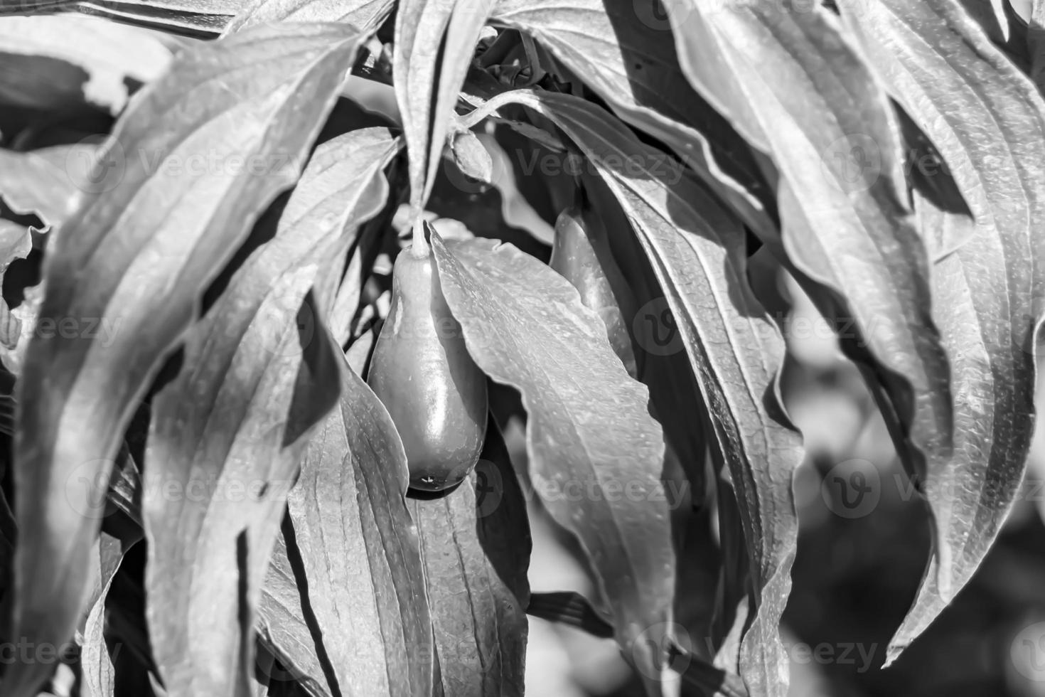 fotografia per tema bellissimo crescere bacca corniolo su sfondo estate le foglie foto