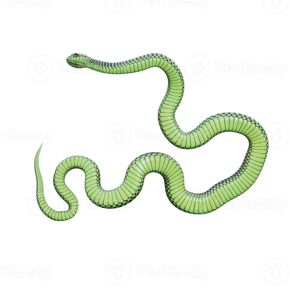 boomslang serpente 3d illustrazione foto
