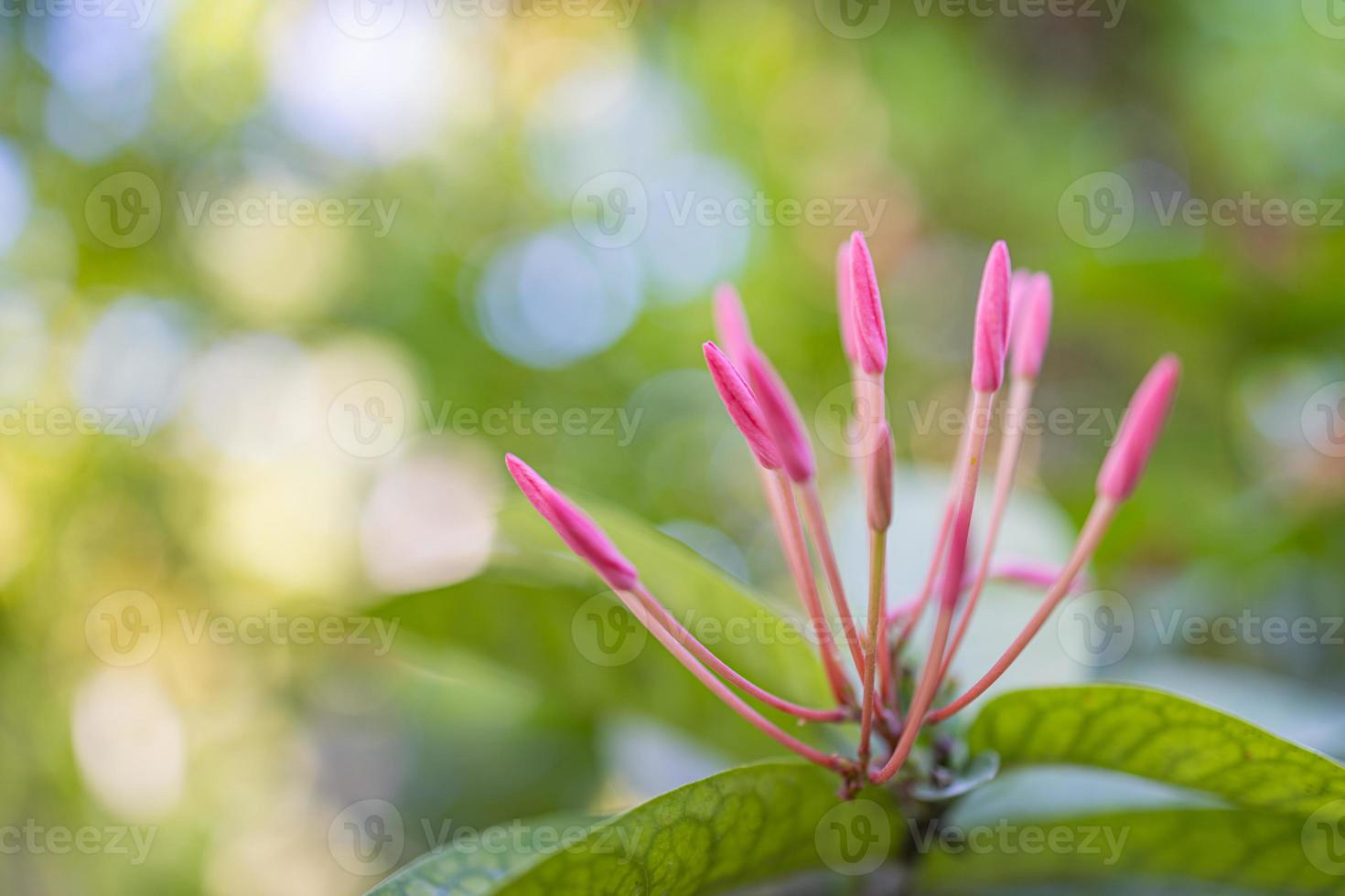 avvicinamento di bellissimo floreale naturale sfondo, artistico natura macro. primavera estate sfondo, sfocato bokeh fogliame, colorato natura Visualizza. esotico fioritura fiori, tropicale natura. Perfetto petali foto