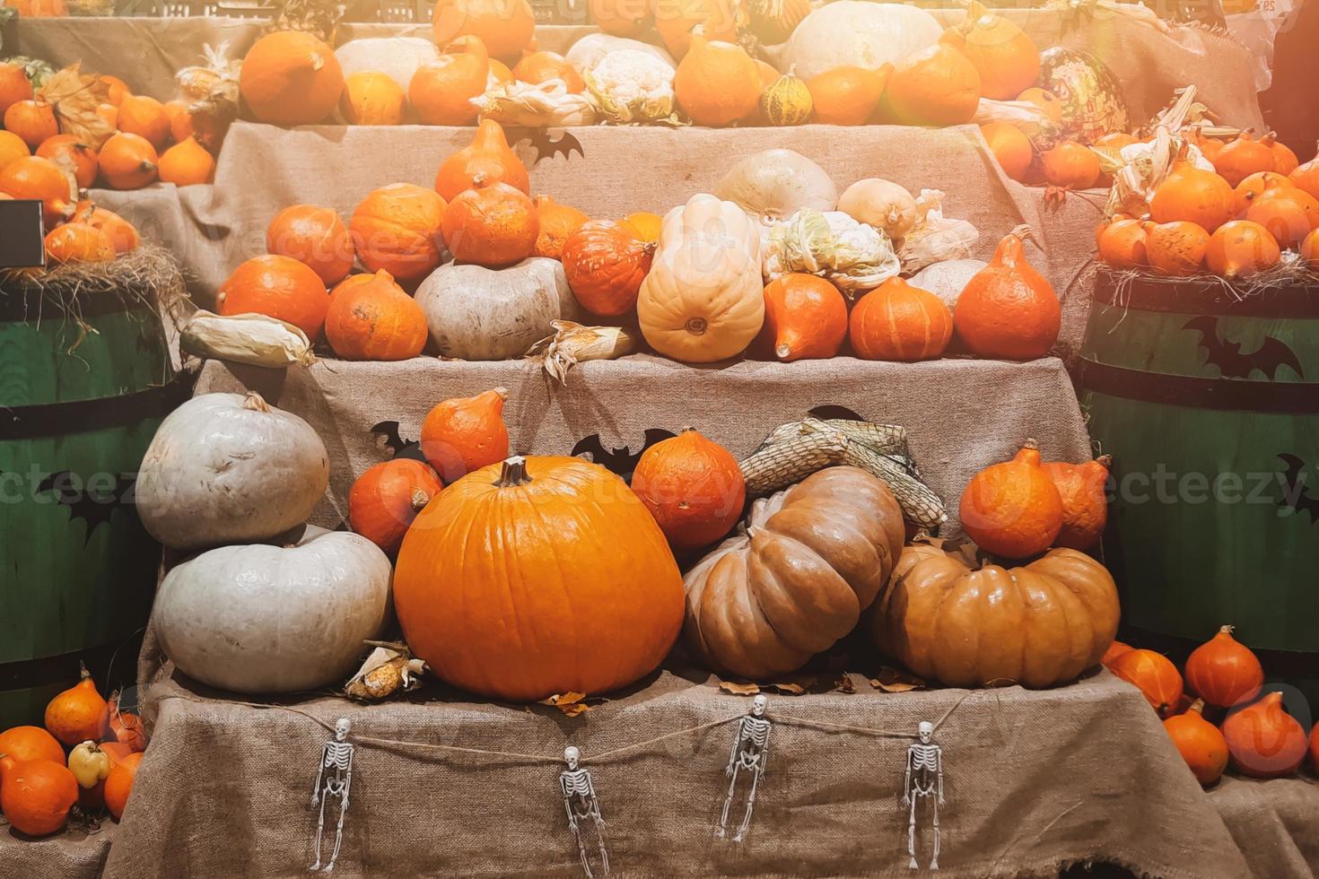 fresco zucche su scaffali per saldi. raccolto, Halloween e ringraziamento simbolo. maturo verdure a agricoltori mercato foto