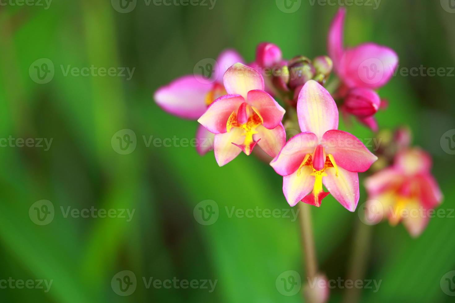 bellissima orchidea tropicale foto