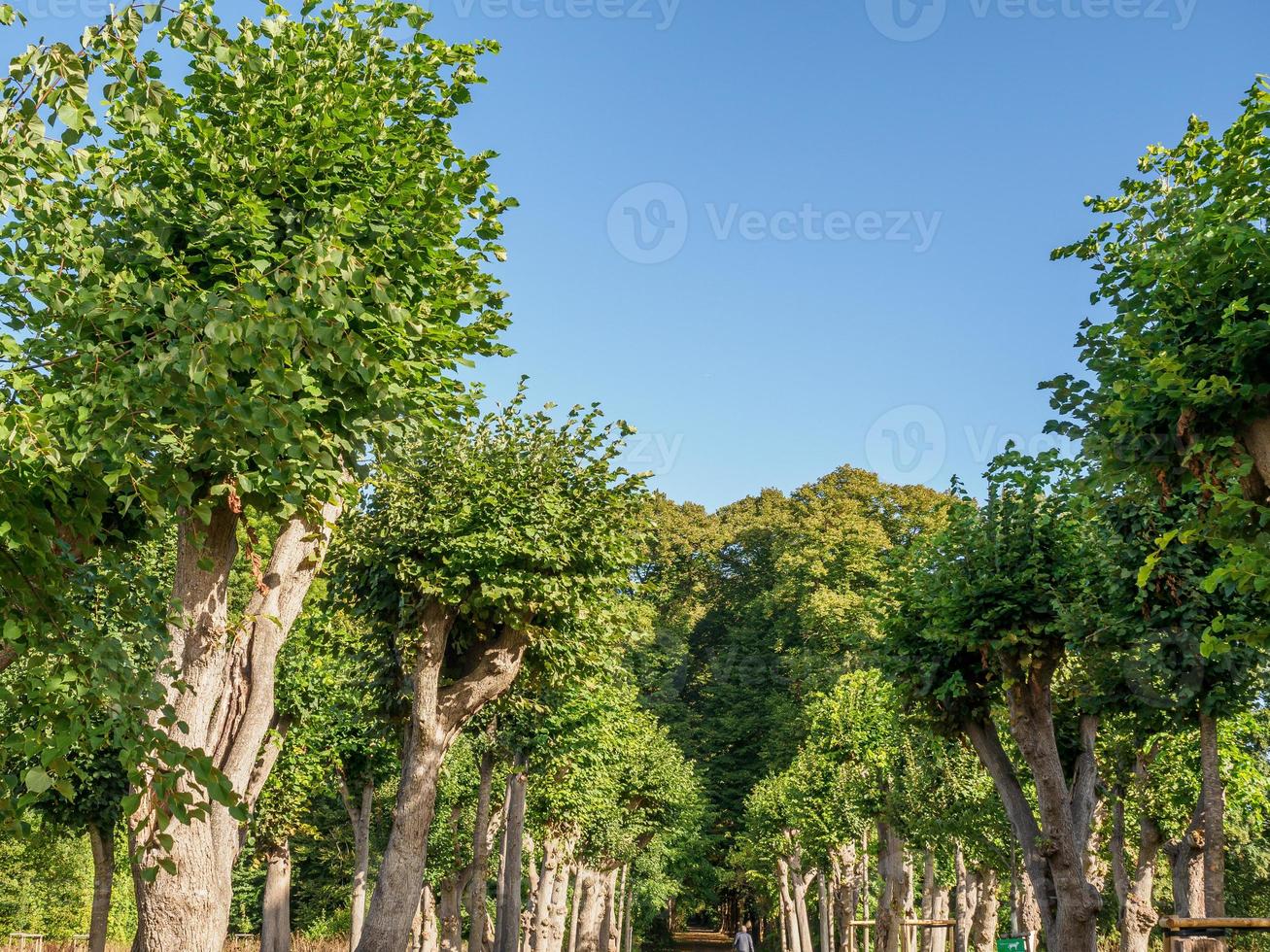 foresta e castello nel westfalia foto