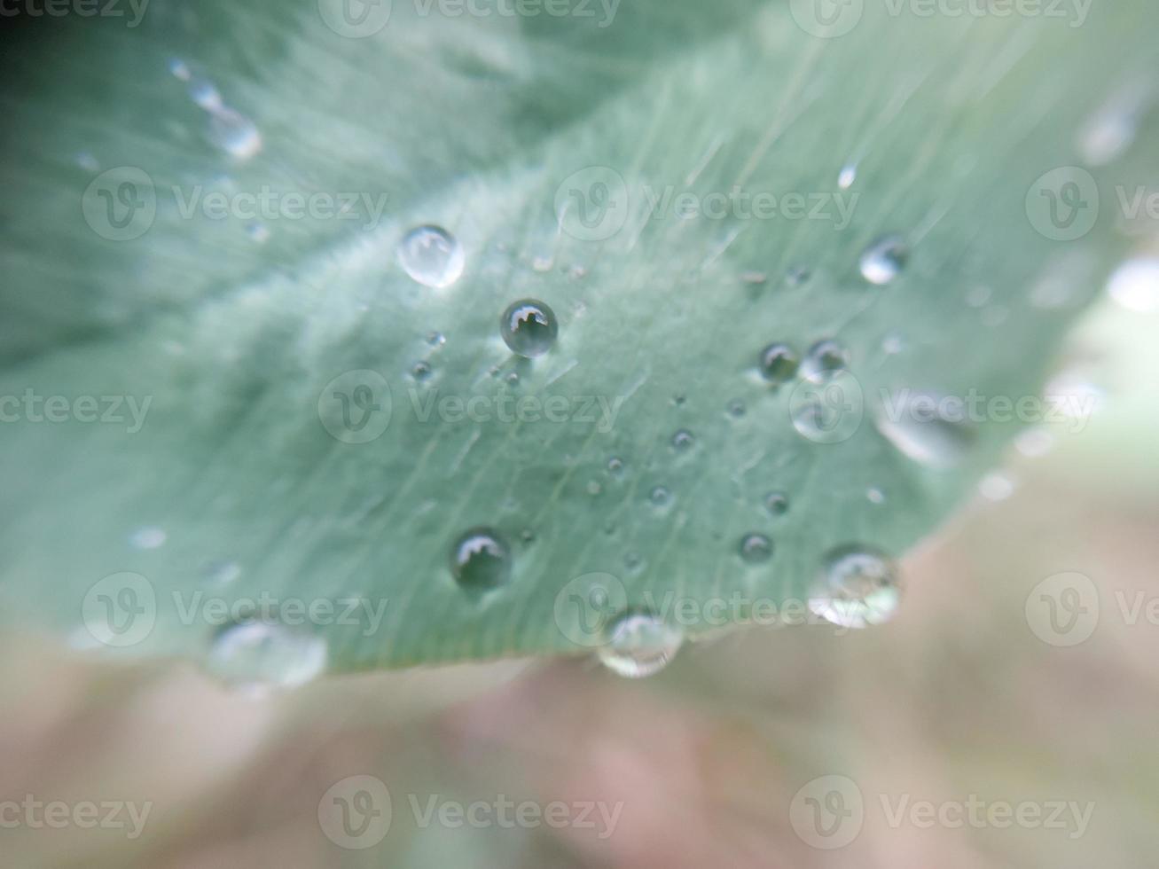 caduto autunno mattina rugiada su il le foglie di impianti foto