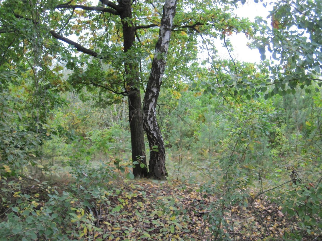 un' betulla è cresciuto vicino il nemico nel il foresta foto