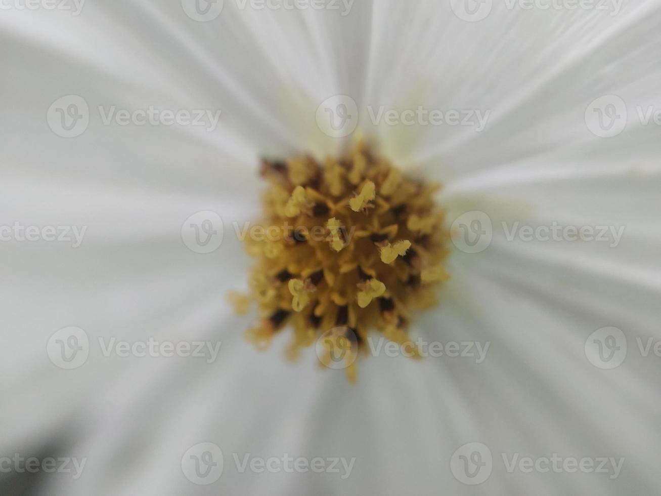 colorato autunno fiori nel il autunno giardino foto