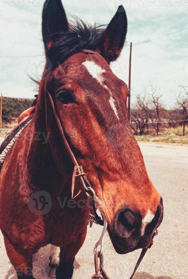 cavallo da vicino foto