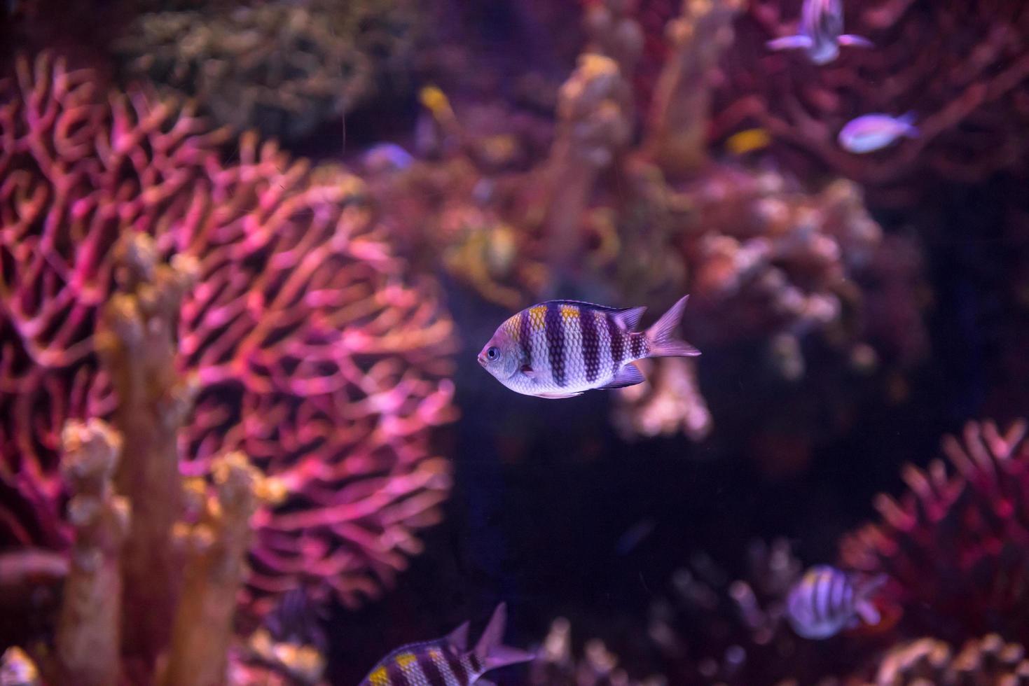 acquario con colorato Pesci foto