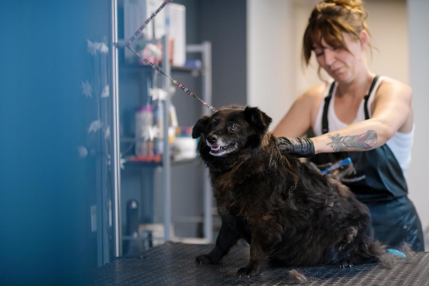 animale domestico parrucchiere donna taglio pelliccia di carino nero cane foto