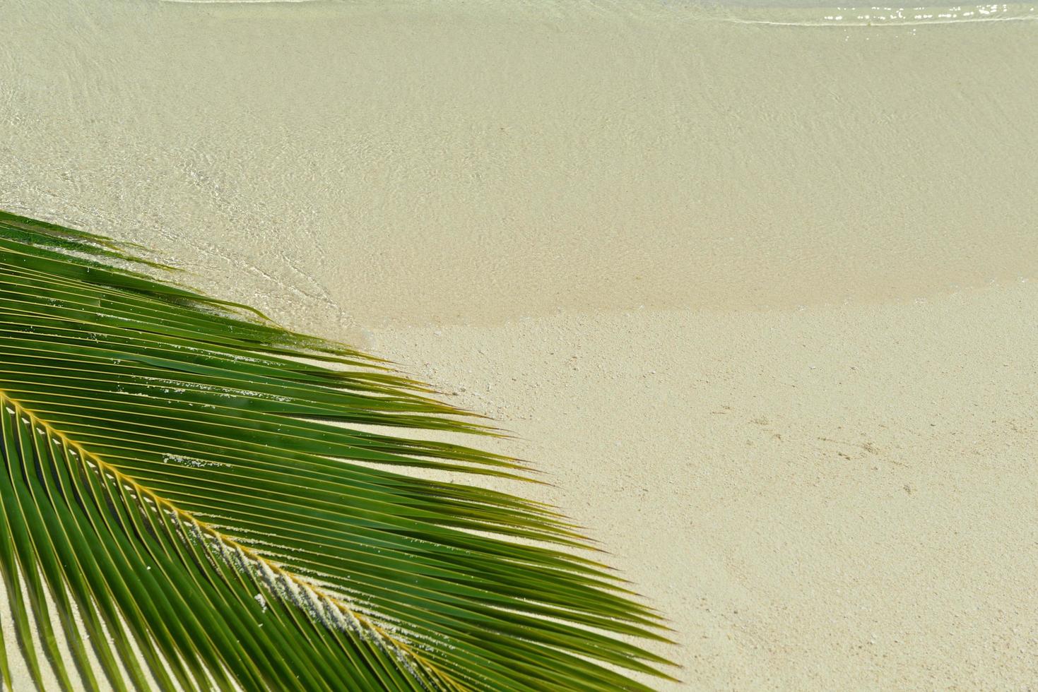 paesaggio tropicale della spiaggia foto