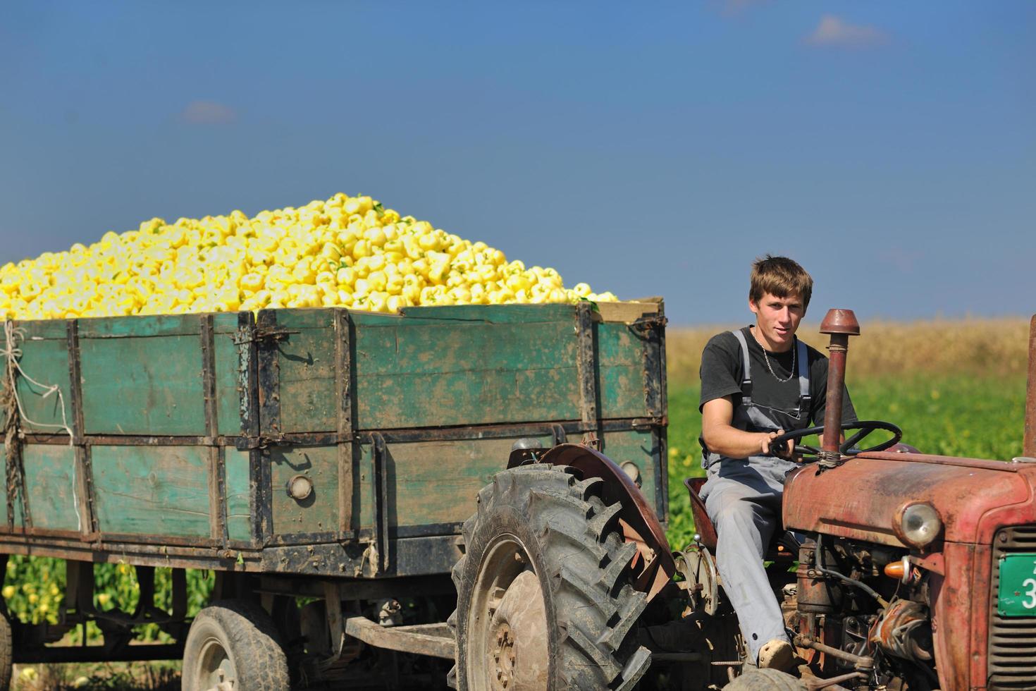 agricoltura lavoratore con fresco verdure foto