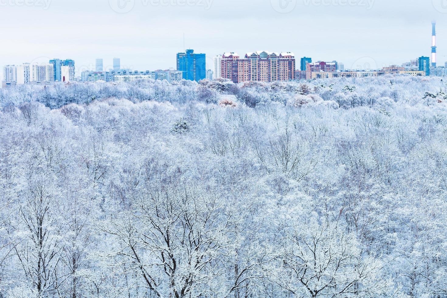città e neve foresta nel blu inverno mattina foto