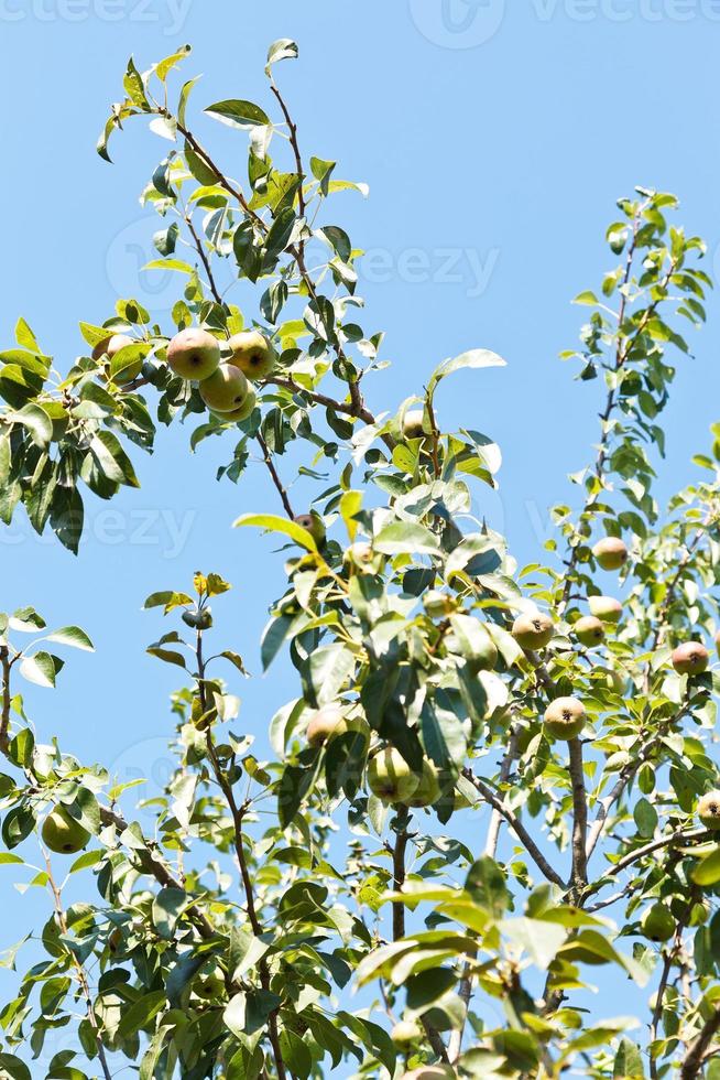 ramoscelli di Pera albero con maturo frutta foto