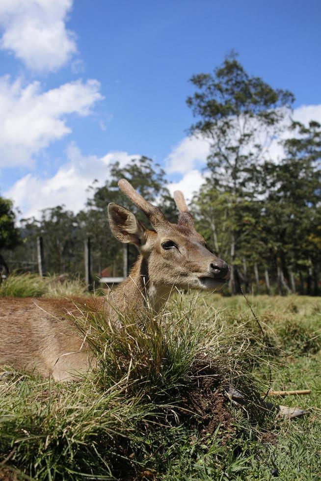 un' femmina cervo chi è rilassante nel il erba mentre godendo il dolce brezza foto