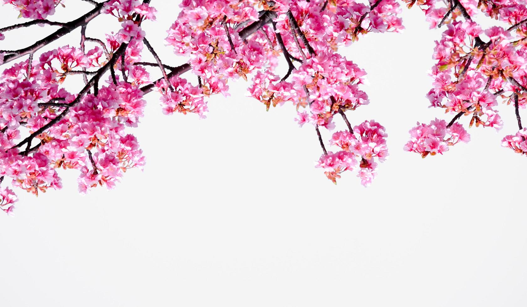 morbido pastello colore bellissimo ciliegia fiorire sakura fioritura con dissolvenza in pastello rosa sakura fiore, pieno fioritura un' primavera stagione nel Giappone foto