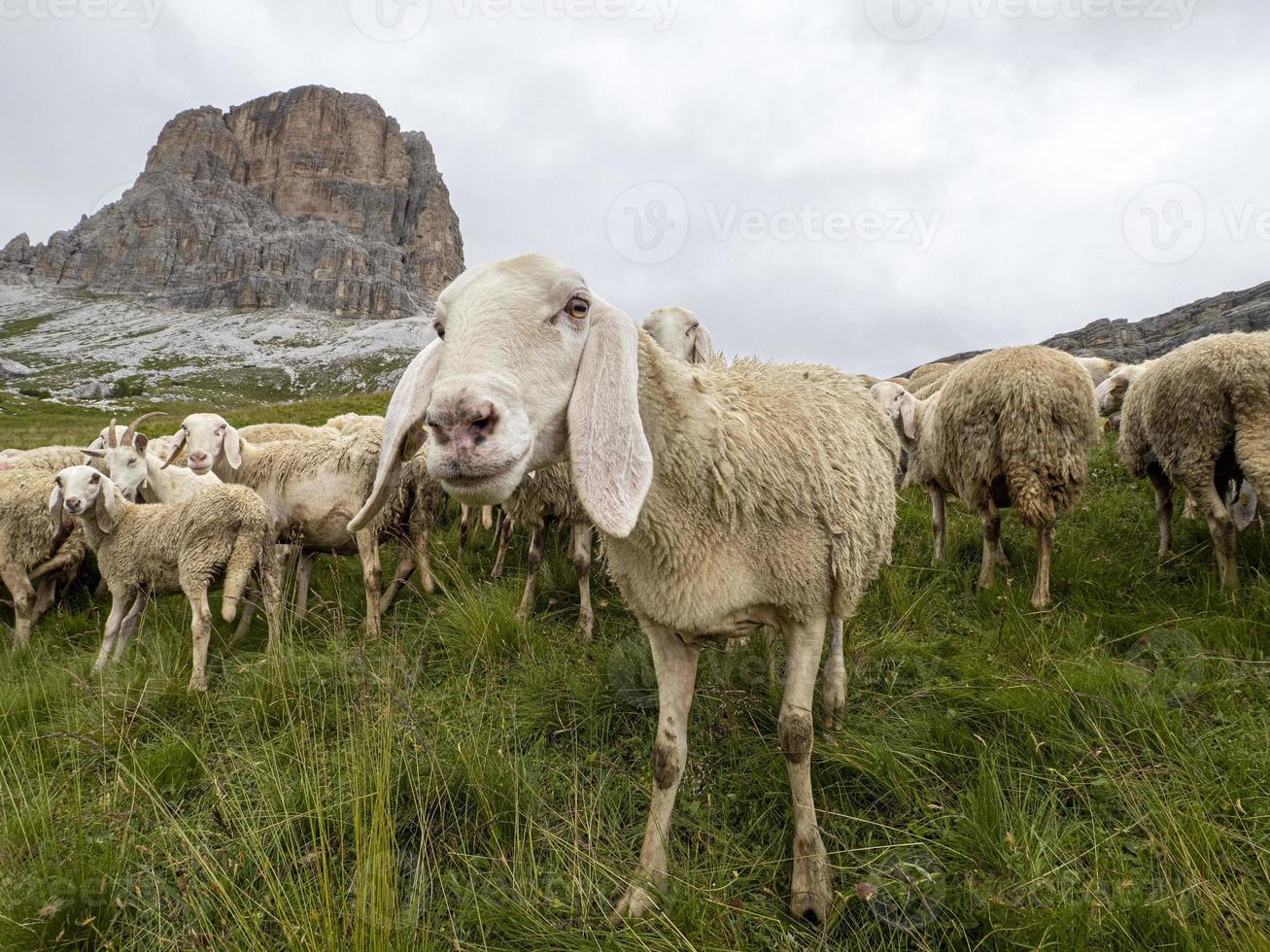 pecora gregge nel dolomiti montagna foto