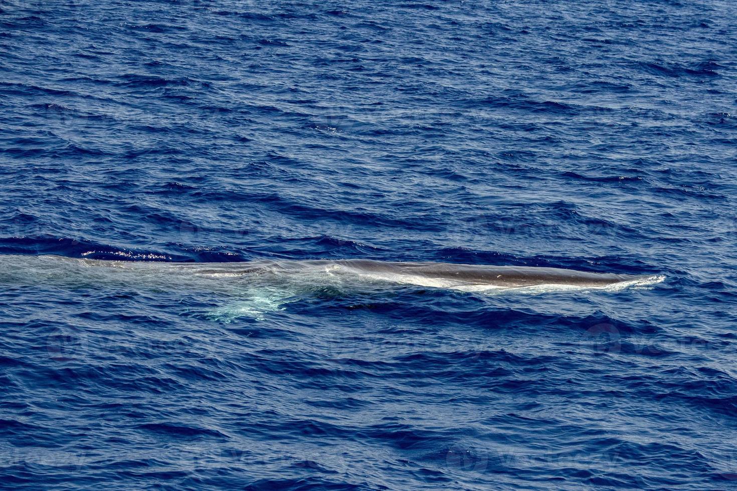 pinna balena respirazione su mare superficie foto