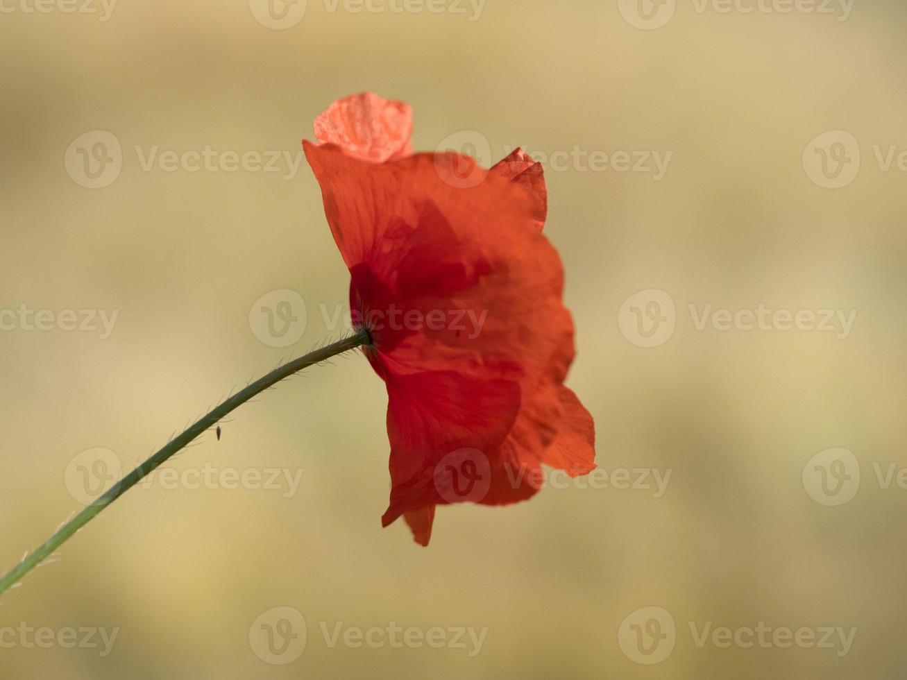 fiore di papavero rosso da vicino foto