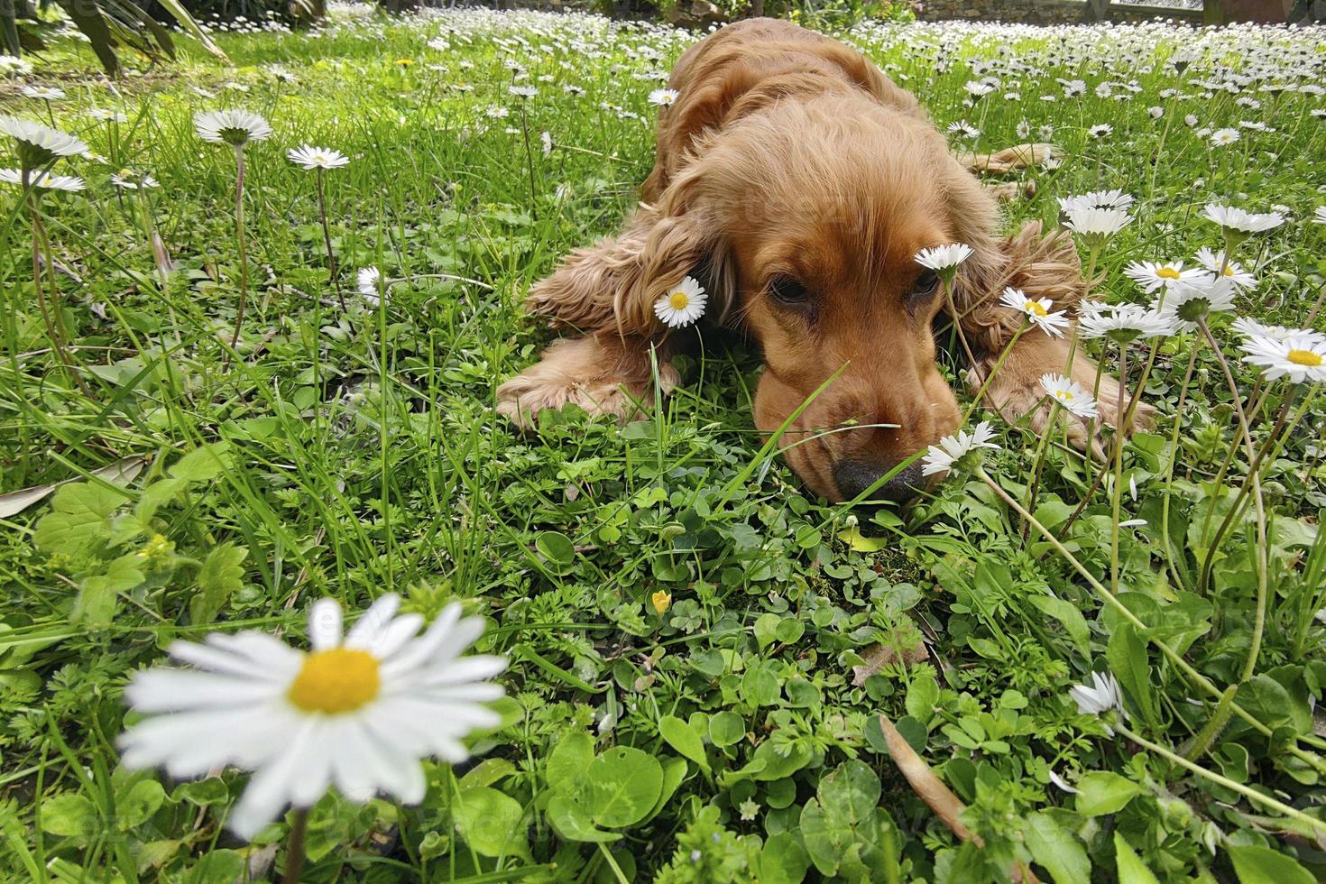 cane cocker spaniel nel margherita fiore campo foto