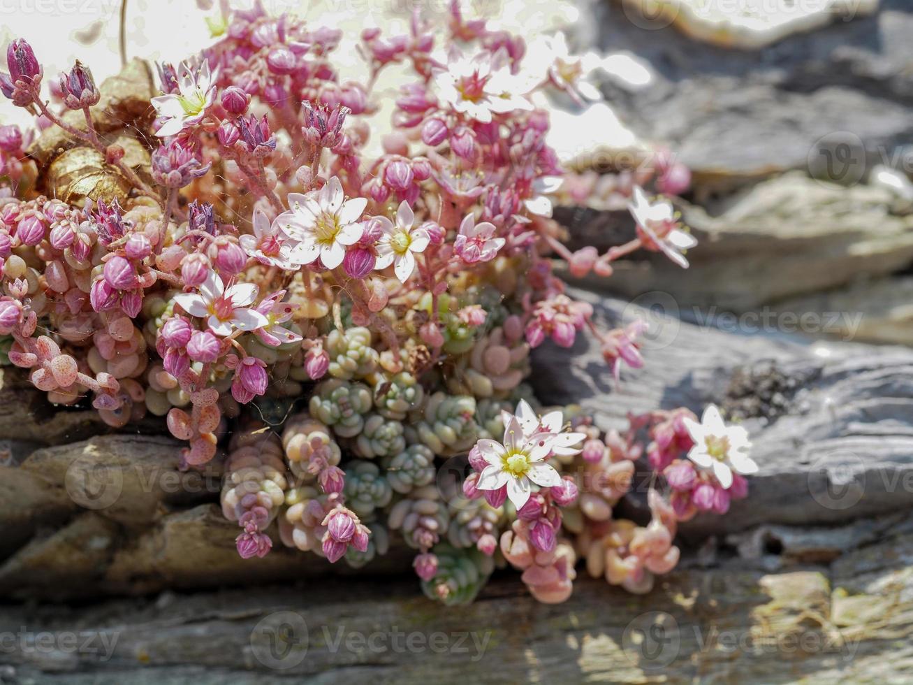 sedum dasifillo pianta con fiori all'aperto su un' parete foto