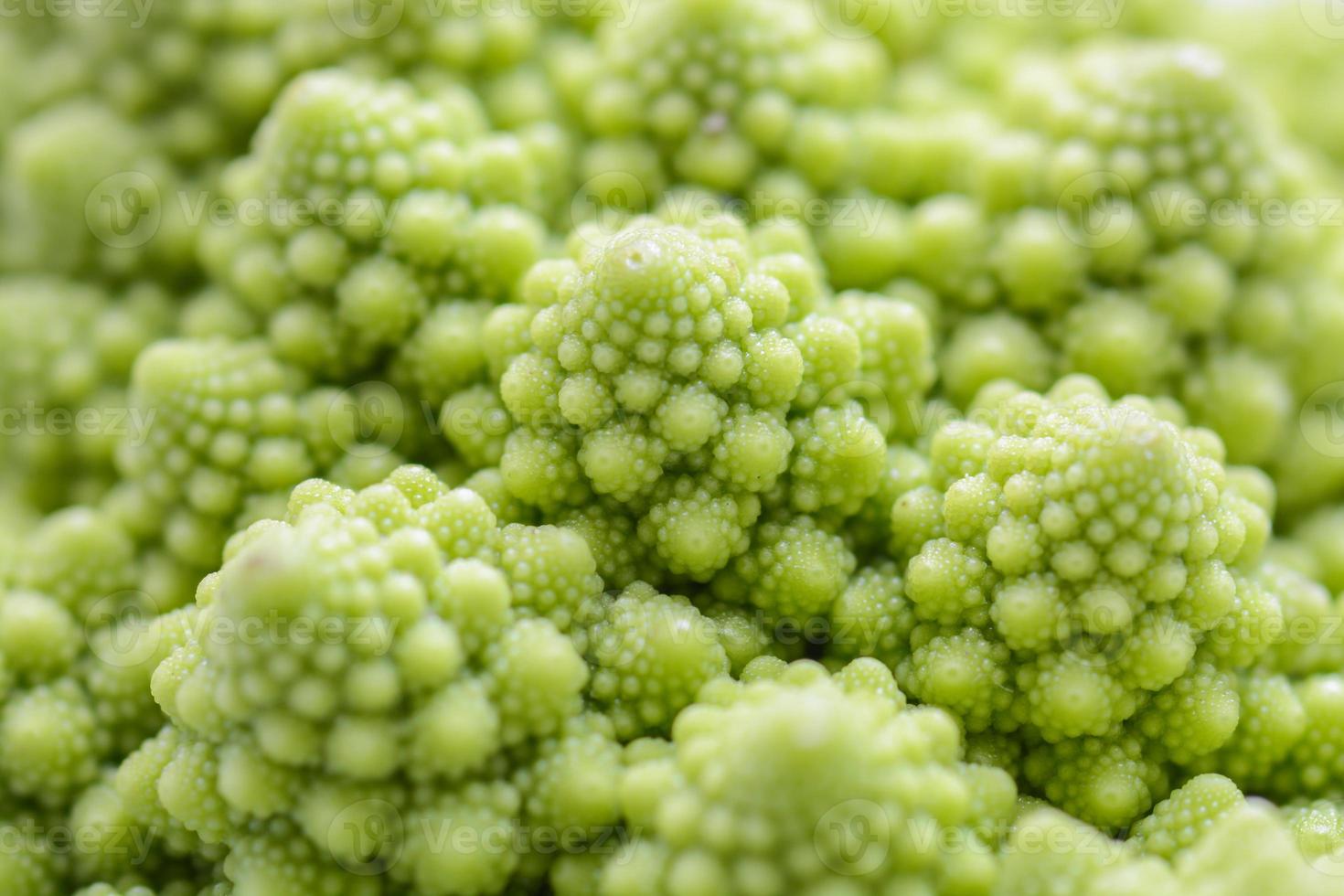 cavolfiore romano isolato su sfondo bianco, è un bocciolo di fiore commestibile della specie brassica oleracea. documentato per la prima volta in italia, è chartreuse a colori. foto