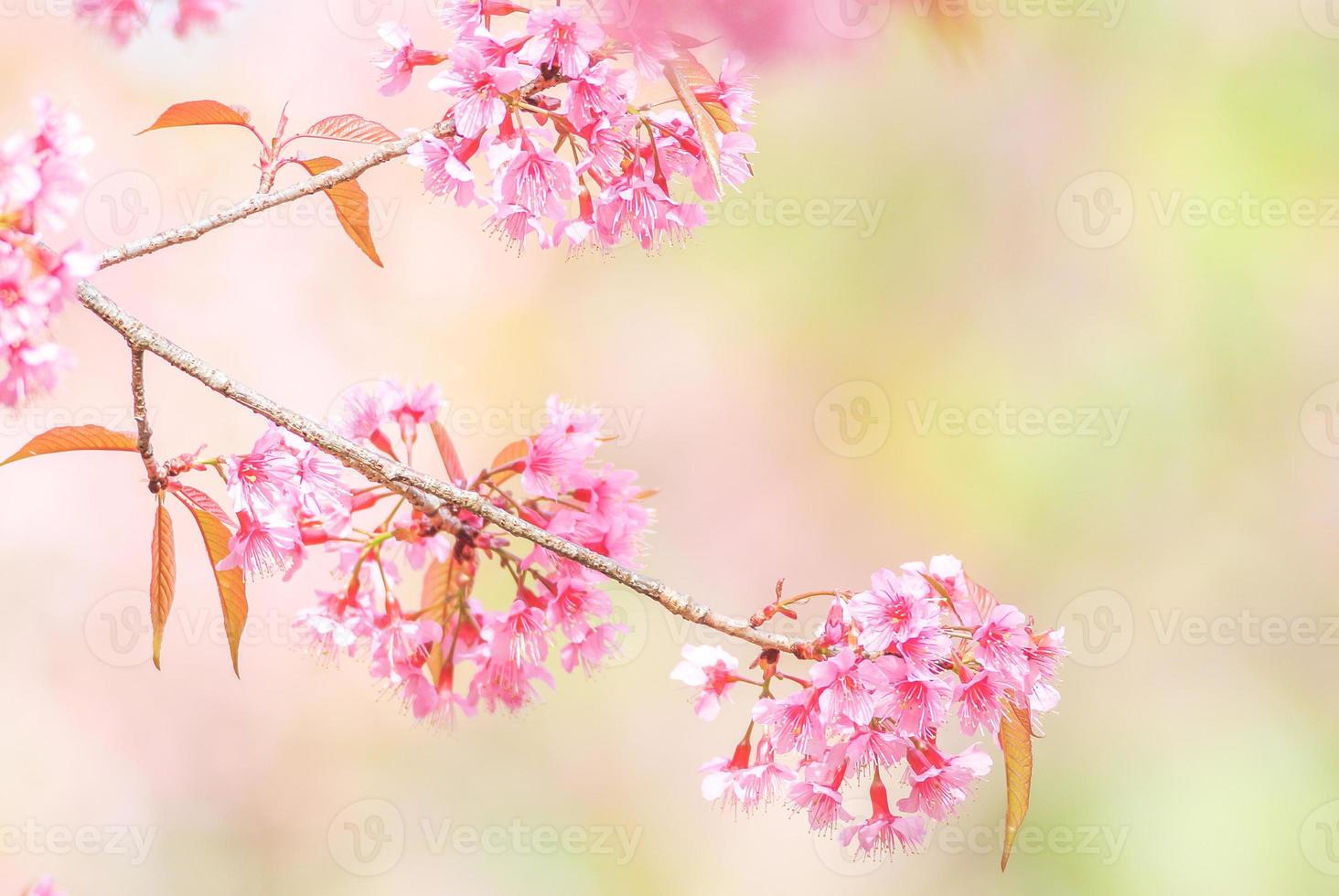 fiori di ciliegio in primavera con messa a fuoco morbida, fioritura di ciliegio primaverile sfocata sfocata, sfondo di fiori bokeh, sfondo di fiori pastello e tenui. foto