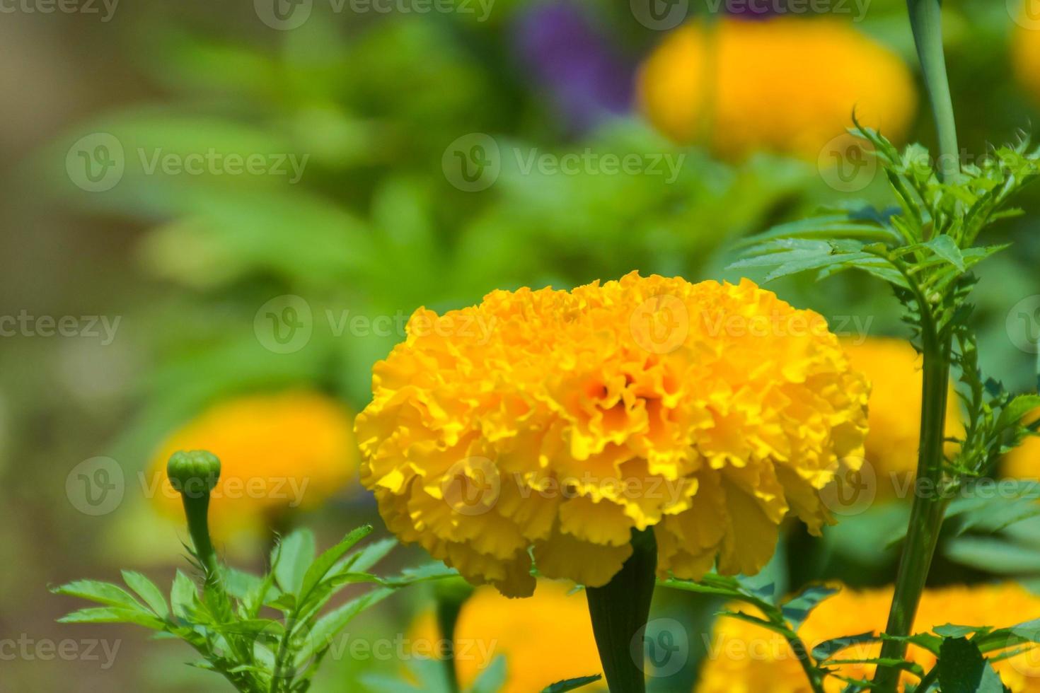 calendule fiore giallo in fiore foto