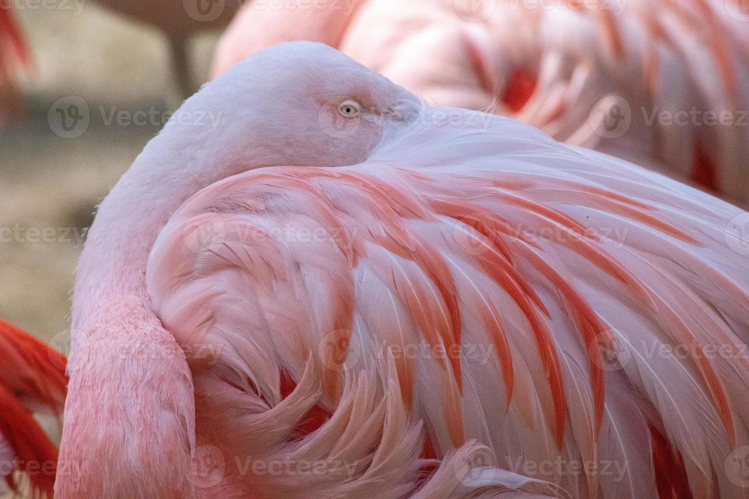 il fenicottero cileno, phoenicopterus chilensis foto