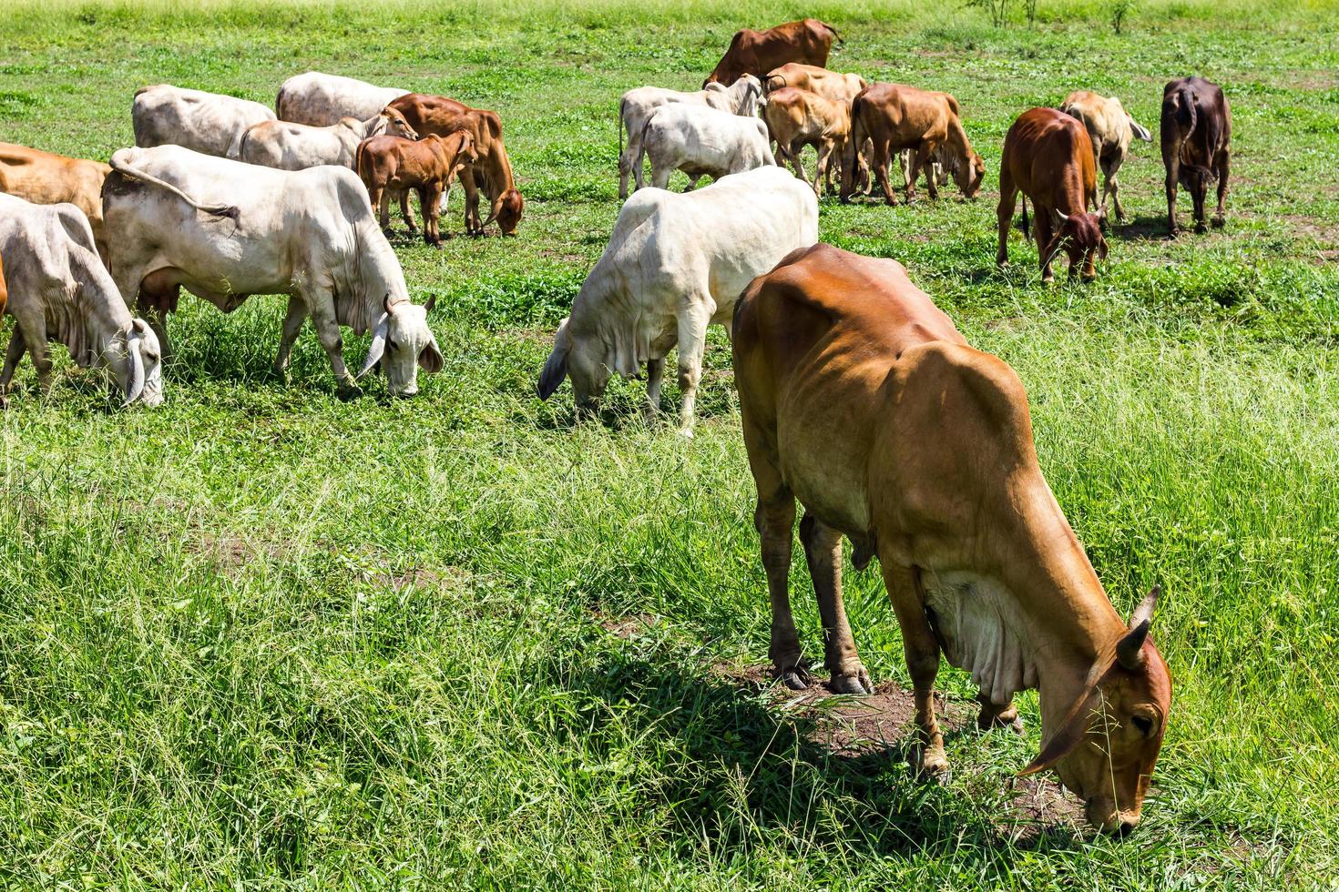 mandrie di bovini al pascolo foto