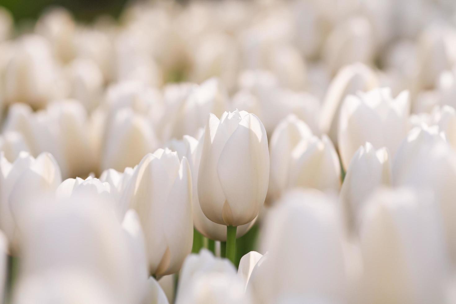 primo piano di tulipani bianchi in giardino foto