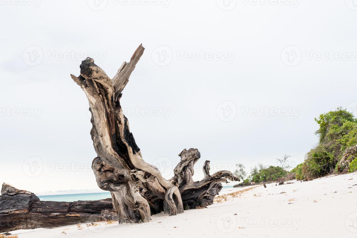 spiaggia tropicale con rocce, vegetazione lussureggiante sull'isola di pemba foto