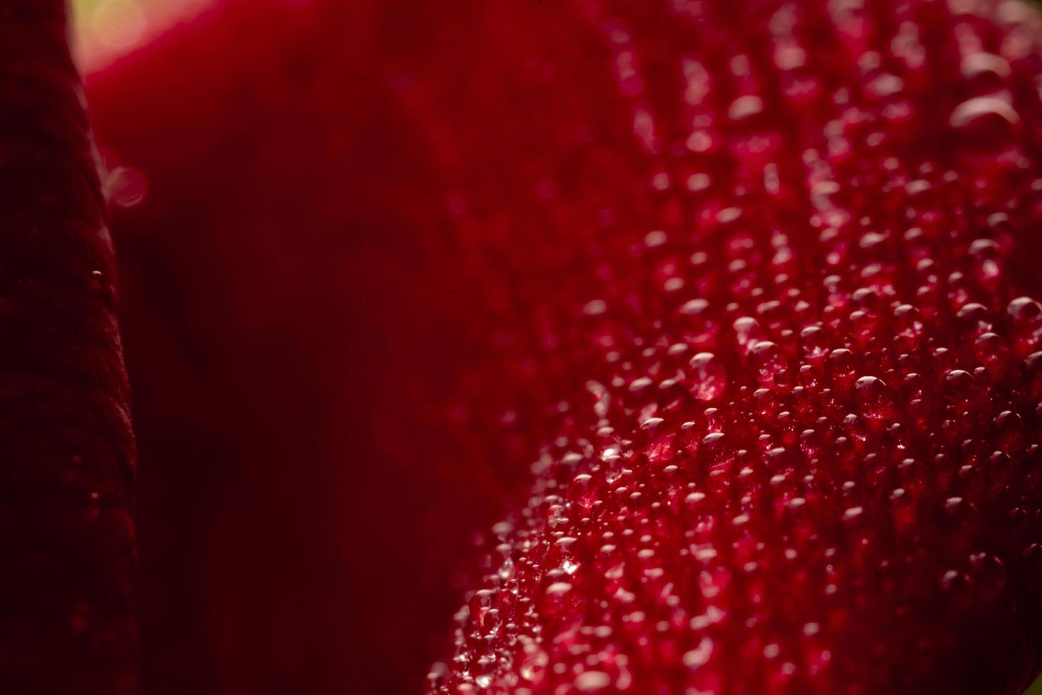 fiore di rosa rossa, rosa di chiang mai, tra le foglie verdi sfoca lo sfondo, punto di goccia d'acqua a fuoco selettivo sui petali e sfocatura intorno, rosa macro foto