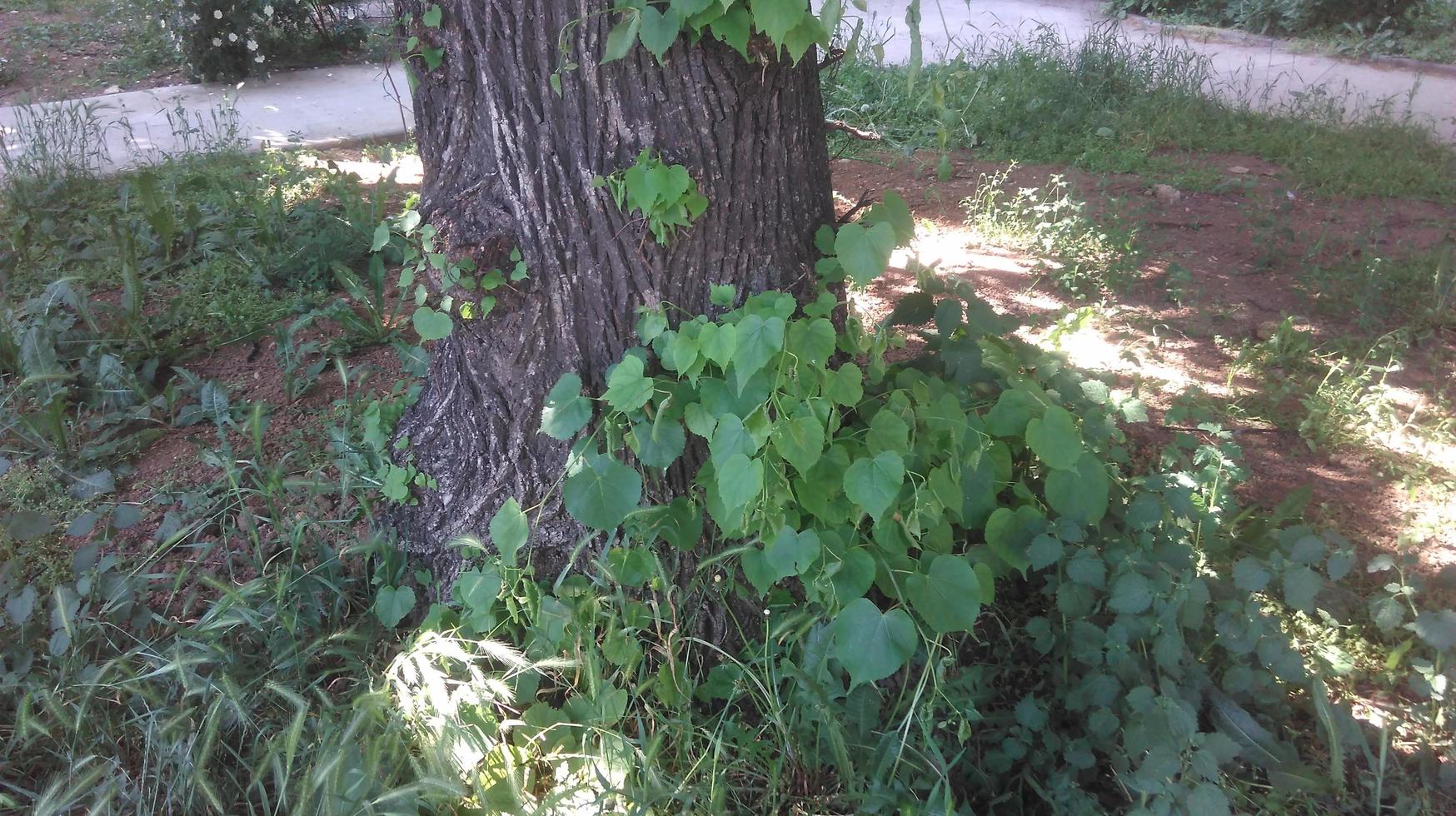 piante, alberi, erba e fiori foto