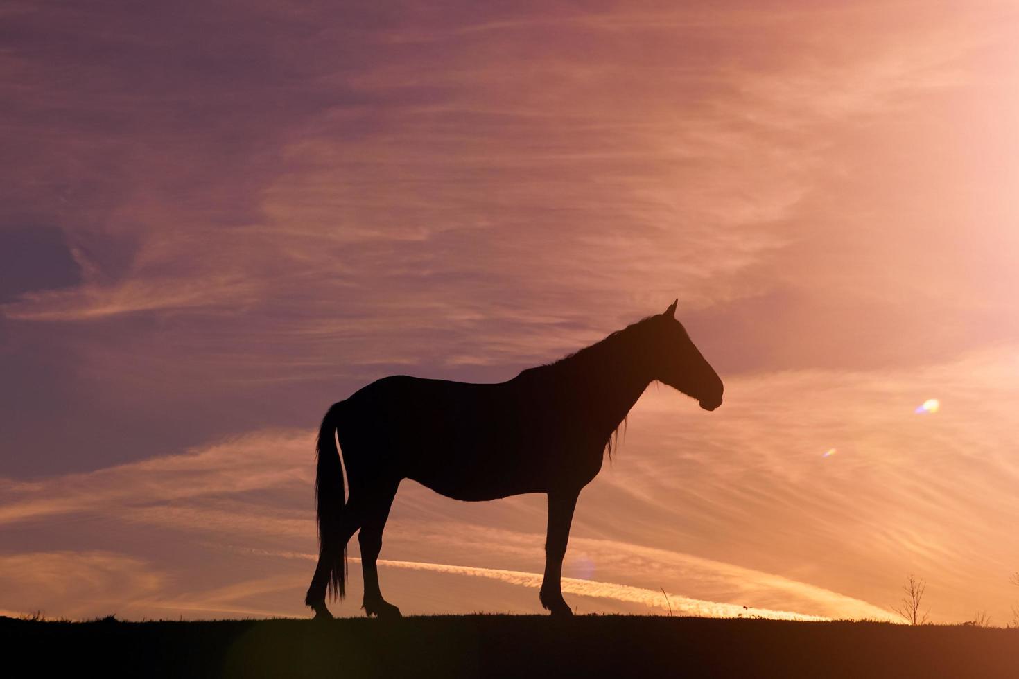 sagoma di cavallo nel prato e bellissimo sfondo del tramonto foto