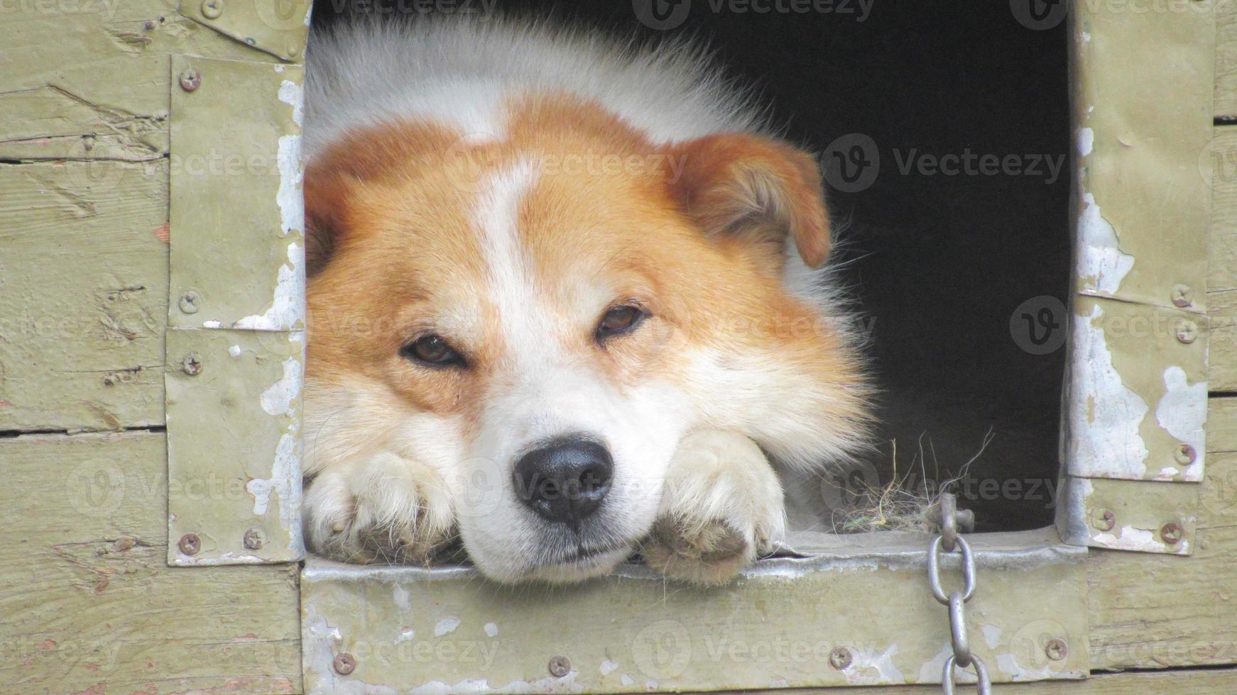 un cane in una cabina. bellissimo ritratto di un cane rosso. foto ravvicinata di un cane