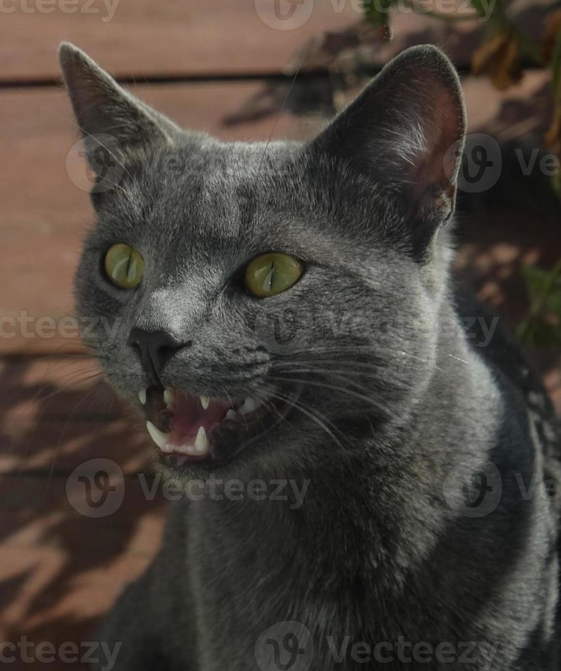 muso ravvicinato di un gatto grigio con occhi gialli, lunghi baffi neri, naso grigio. il gatto miagola, bocca aperta, lingua e denti rosa. concetto per clinica veterinaria. messa a fuoco selettiva foto